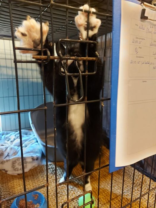 Lubisia - 5 letnia, drobna kotka bez oczka szuka domu!