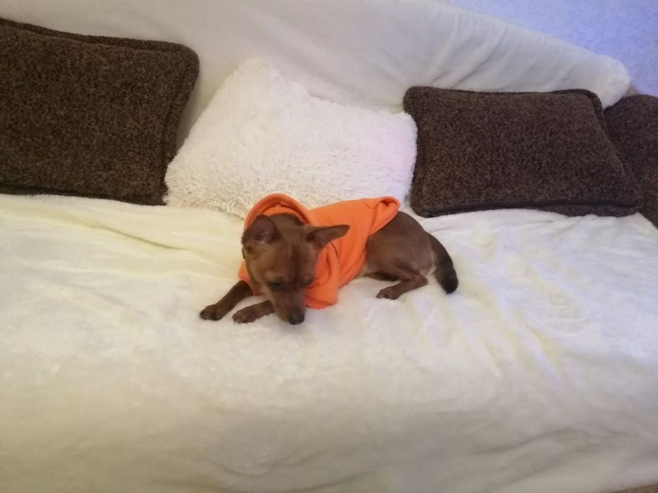 Цуценята той терьера торг