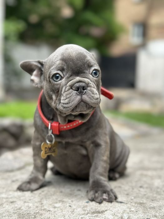 Щенки французского бкдьдога