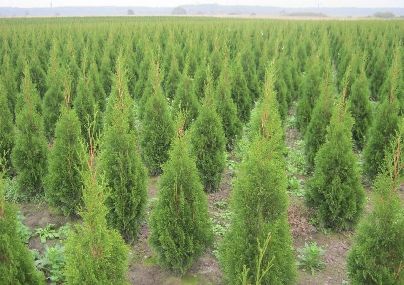 Туя Смарагд