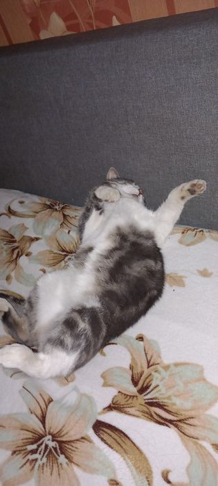 Допоможіть знайти кота