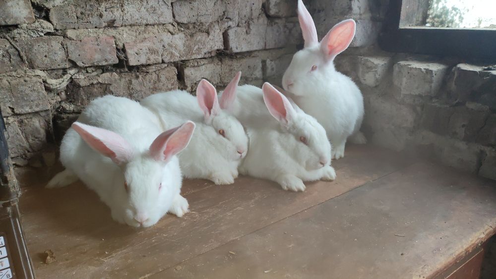 У продажу є кролики різних порід та полнораціонний комбікорм