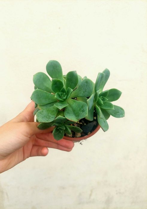 Suculenta Aeonium verde