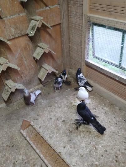 Sprzedam kaczki i kaczory i golebie i króliki kroliki