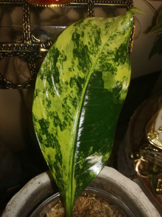 Dieffenbachia Variegata Daguensis RZADKOŚĆ monstera philodendron