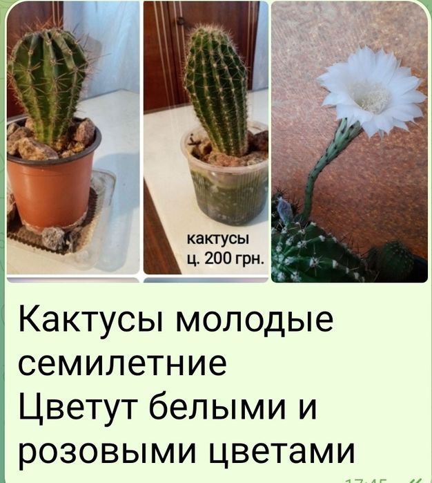 .Цветы  Кактусы Суккуленты от 5 грн.