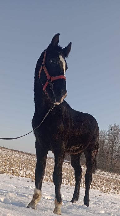 Ogierek śląski kary