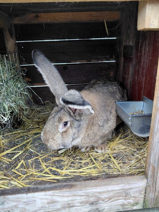 Sprzedam króliki-Olbrzym Belgijski, Baran Francuski, Nowozelandzki