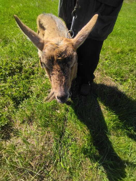 Продається коза дійна безрога