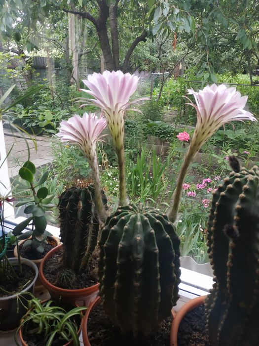 Кактуси ехінопсис білий і рожевий