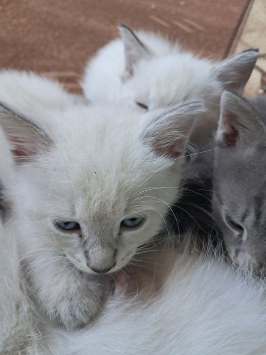 Кошенята сиамські