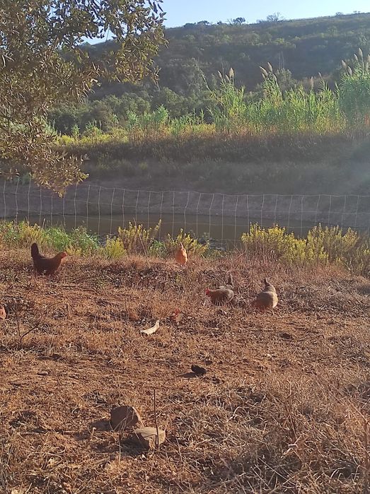 Galinhas poderias jovens para vender