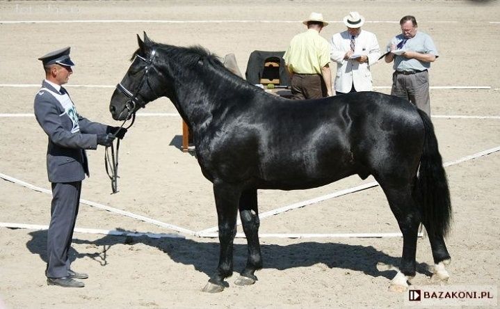 Ogier ślaski PALERMO