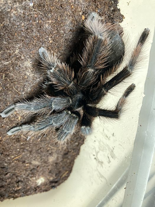 Nhandu carapoensis adult samiec 10.09