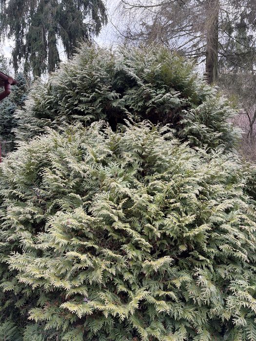 Sprzedam działkę Rydzynki/Tuszyn/Zofiowka