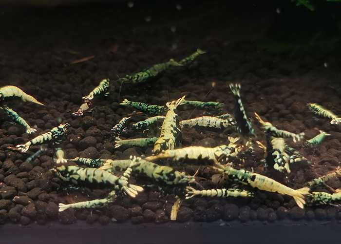 Krewetki Black Galaxy BOA oraz Black Galaxy