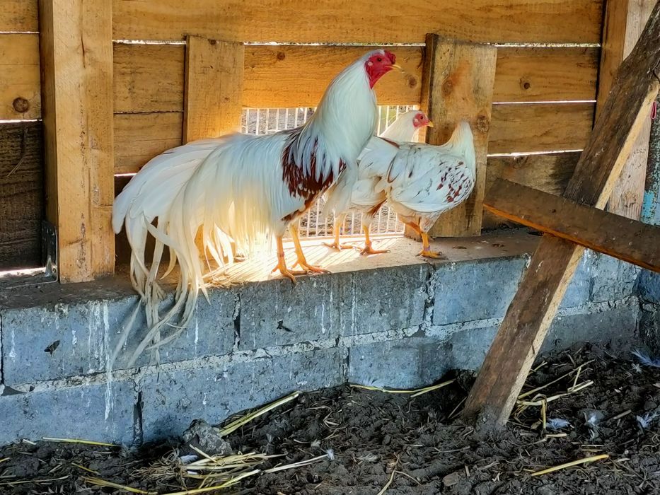 Jaja jajka lęgowe  od kur mix