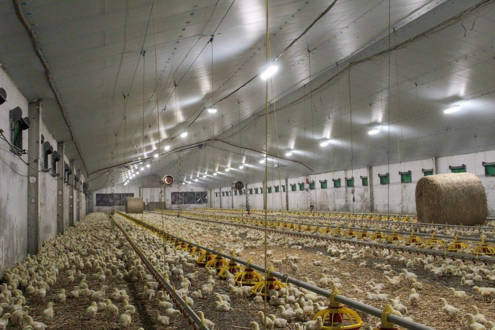 Błękitne Panele Izolujące XPS AGRO Podsufitka Podbitka Płyta Styrodur