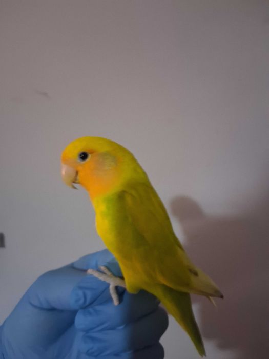 Rosicolis domesticado