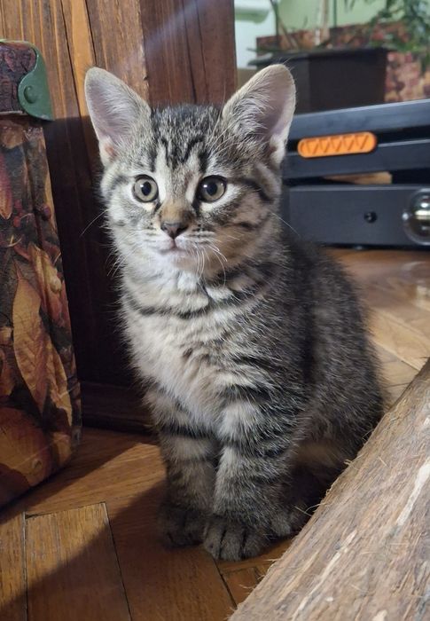 Віддам в люблячі ручки