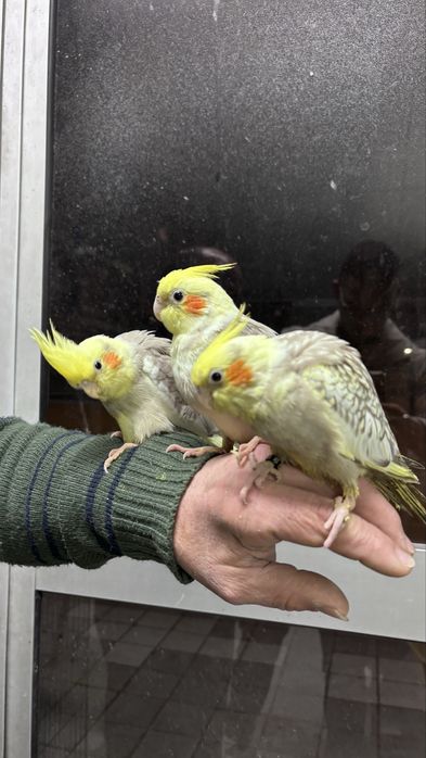 Caturra bebe, criada à mão