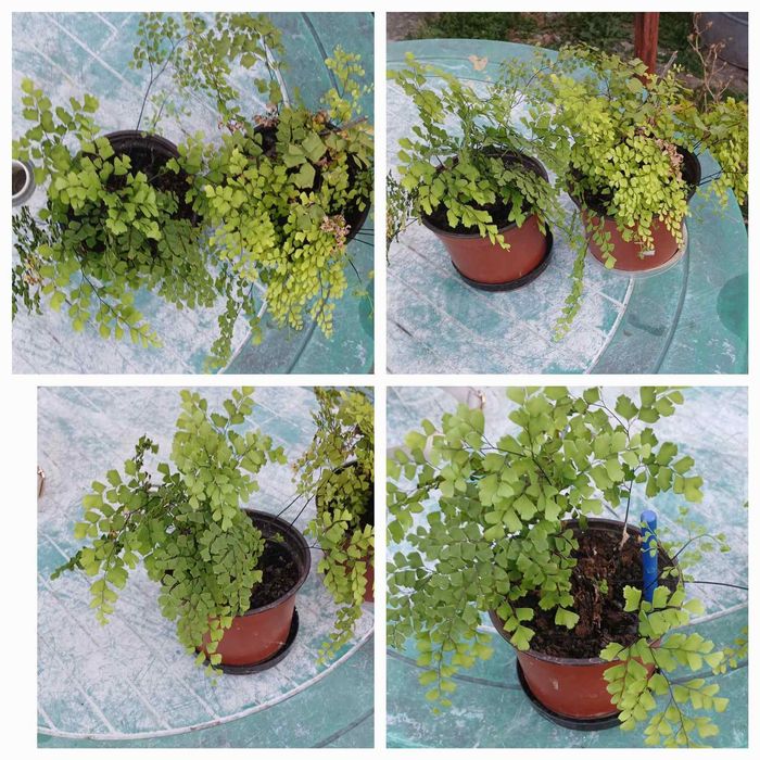 Квітка кімнатна Адіантум