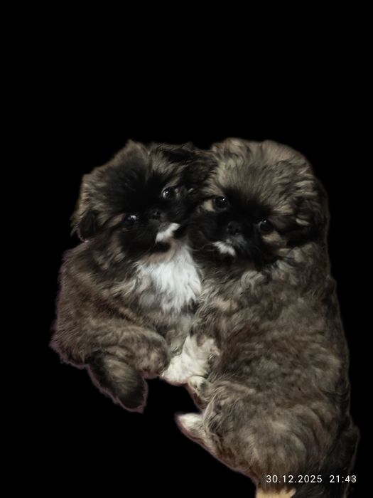 Продам Пікінесів