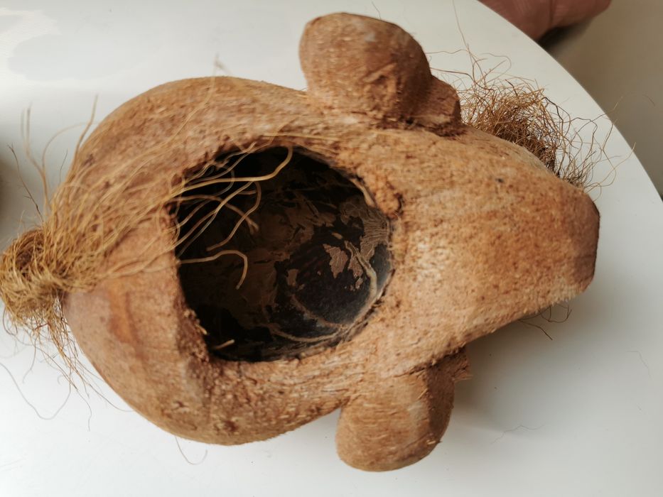 Głowa z kokosa Sri Lanka