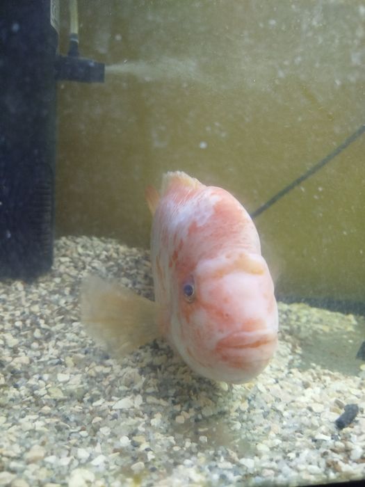 Vendo o meu casal de Amphilophus labiatus ( Midas )