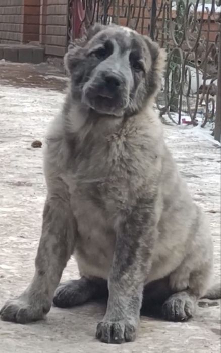 Кобель в тигровом окрасе.