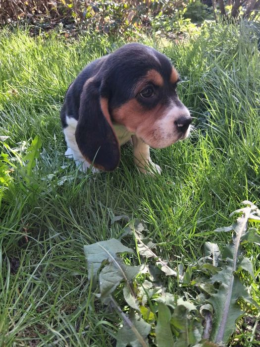 Beagle suczka szczeniak