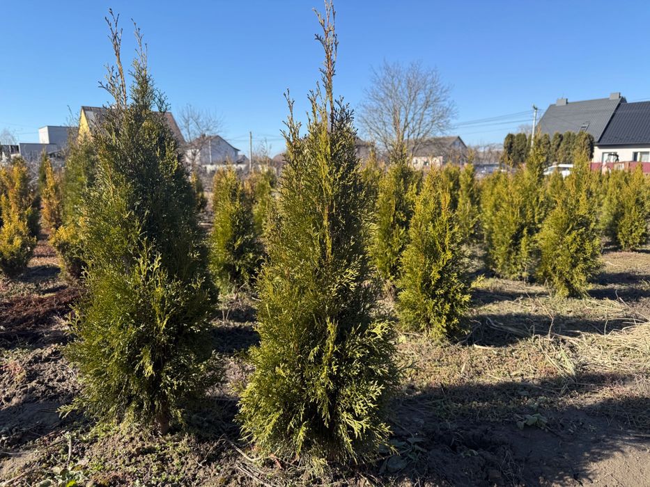 Продаю гарні туї  власний розсадник