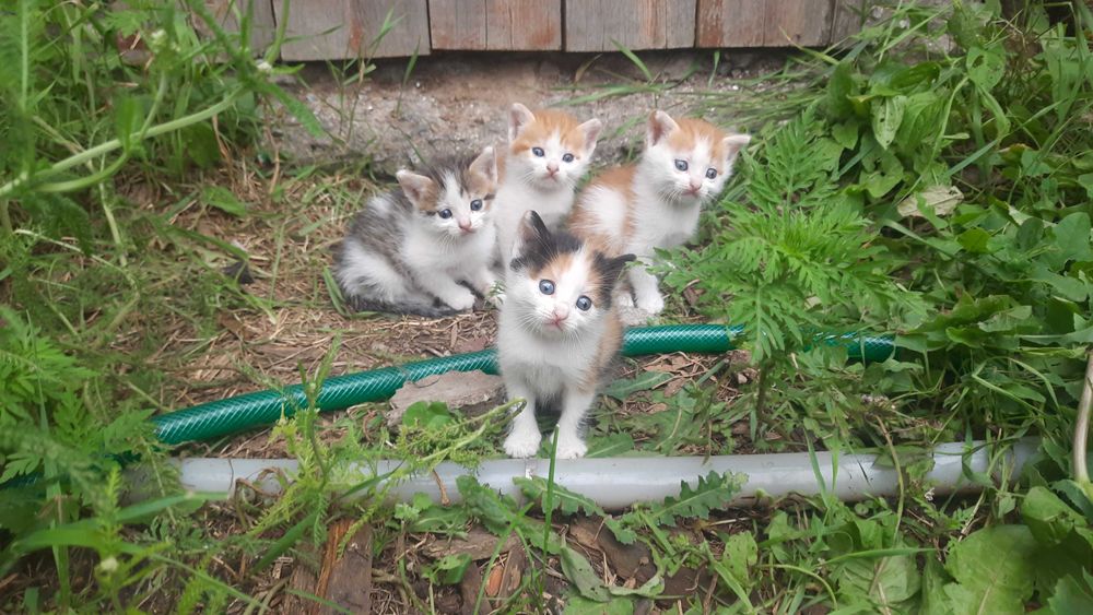 Кошенята, котята, гарнесенькі м.Лозова та околиці.