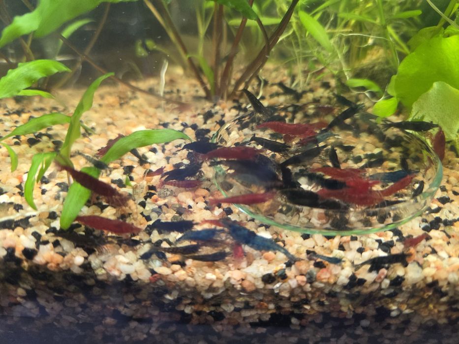 Krewetki Mix NeoCardina
