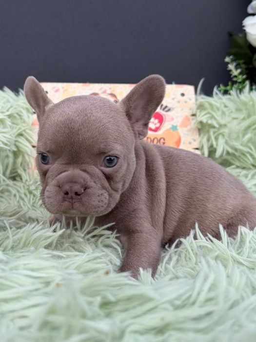 Menino buldog frances lilac