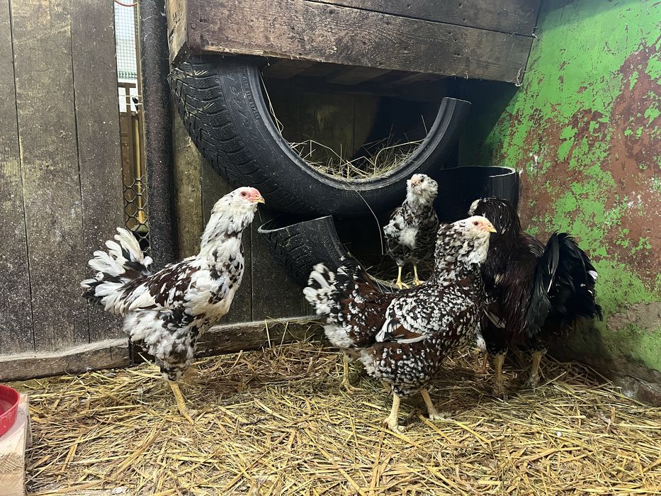 NOWOŚĆ kury Orłowskie jaja lęgowe