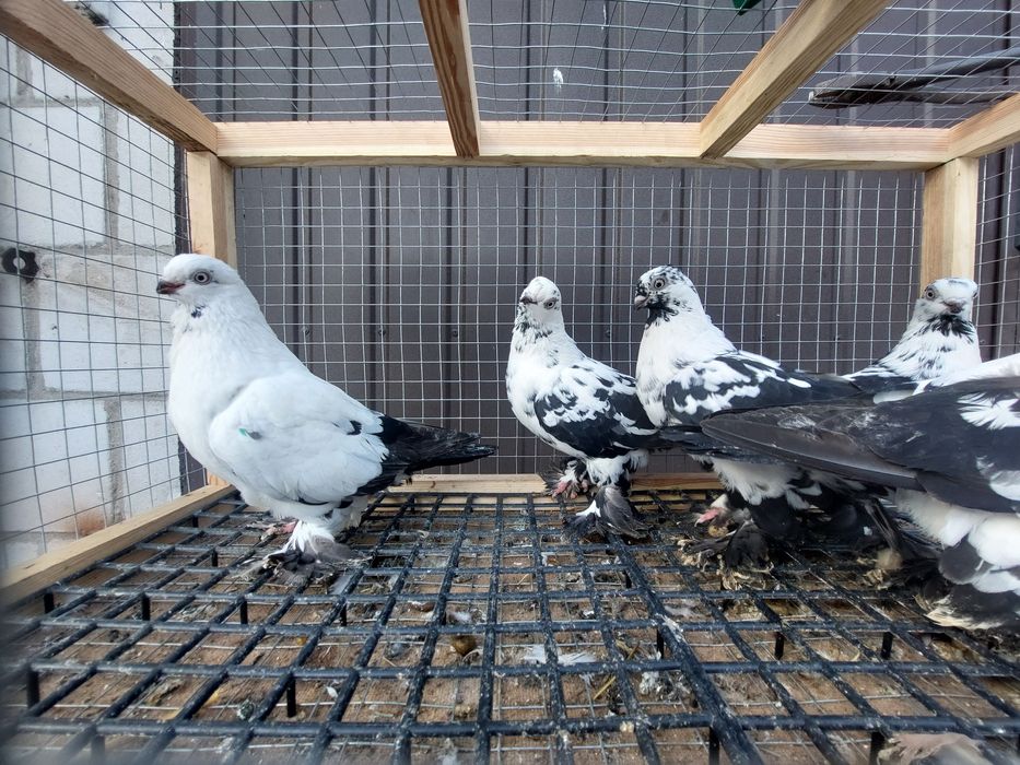 Gołębie. Widyny czarne