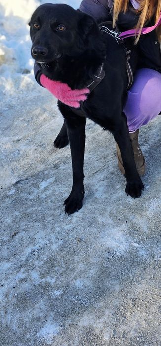 James czarne, młode cudo