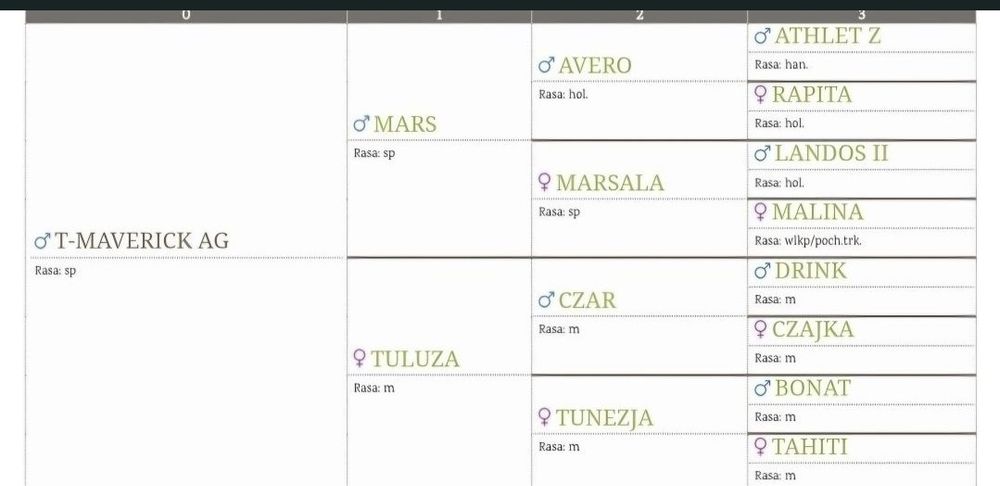 Wałach po ogierze Mars, wysoki,  koń od hodowcy