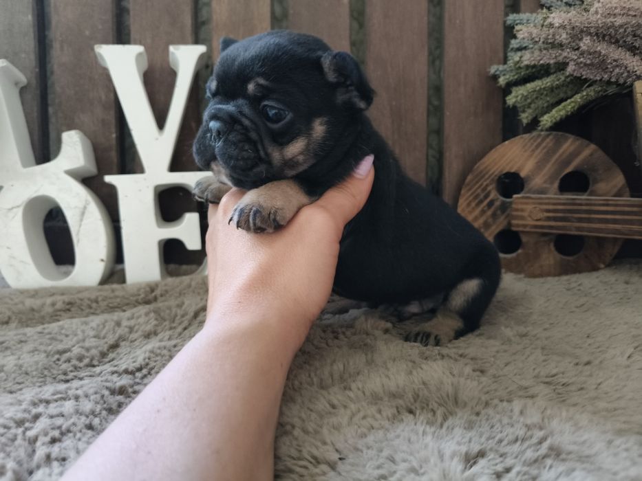 Bulldog Francês macho black tan