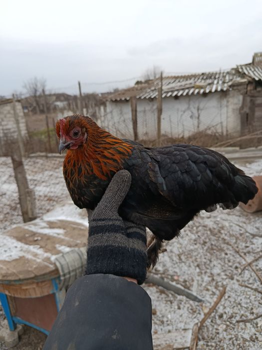 Бентамочки декоративные инкубационные яйца