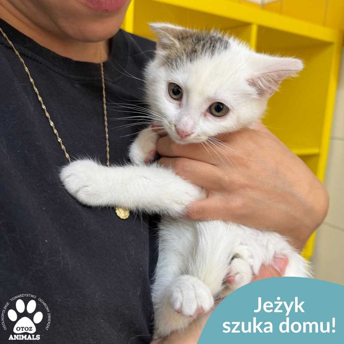 Kotek Jeżyk szuka domu!