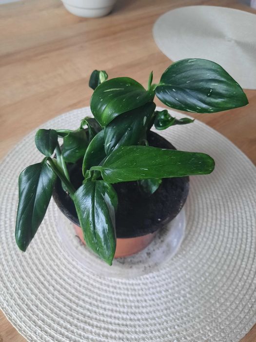 Monstera Cobra/Standleyana