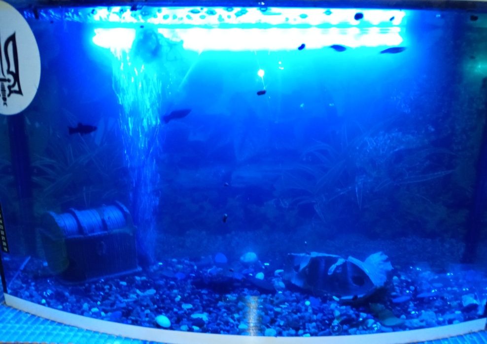 Акваріум об'єм 100 літрів разом з усім необхідним та мешканцями