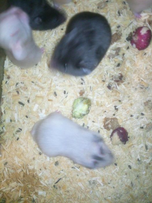 Королевский хомяк