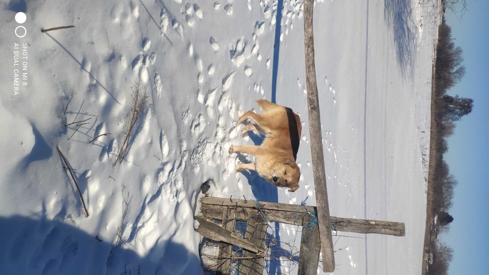 Собака  народила чудових цуценят майорскої вівчарки