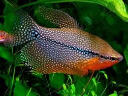 GB Gurami Mozaika / mozaikowy
