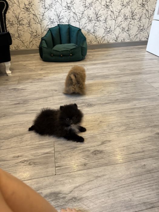 Pomeranian szpic miniaturowy piesek czarny puchaty