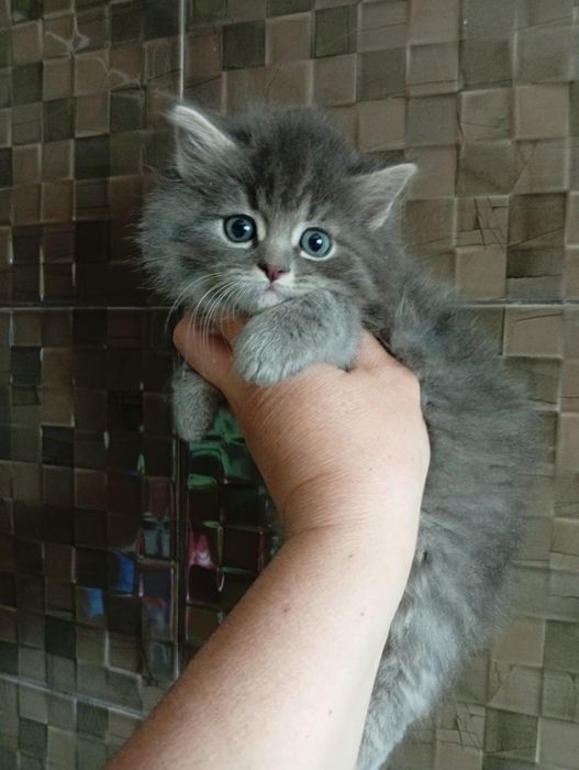 Котята Сибирские