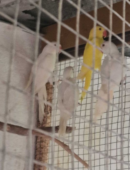 Ringnecks para cedência.